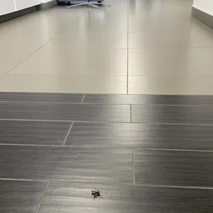 Just a dead bug... he probably died when he was told this dealership adds $12,000 onto the pricing "just because".