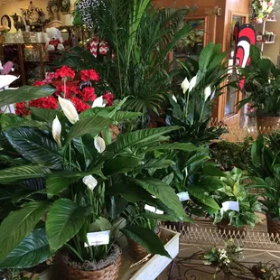 Green and blooming plants