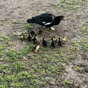 Mother and ducklings