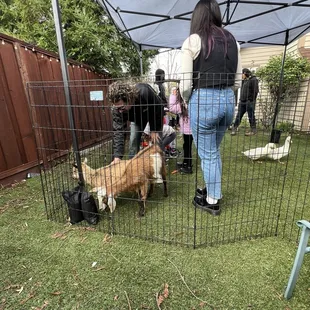 Goats