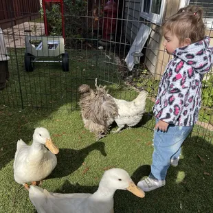 Ducks and chicken
