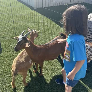 The animals are kept in great shape and well taken care of!