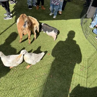 Mini goats and pigs