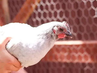 Dixie’s Mobile Mini Farm