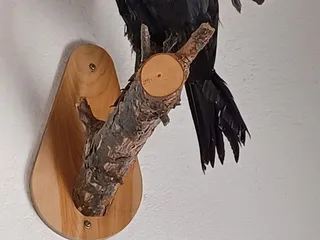 Raven's Nest