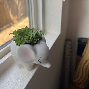 My niece loves elephants and stopped by the kids planting station to take this beauty home and "plant it"