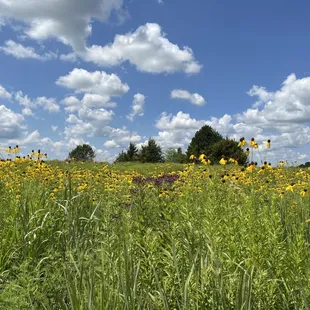 Wildflowers in bloom from May to October.