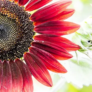 Sunflowers at the park entrance.