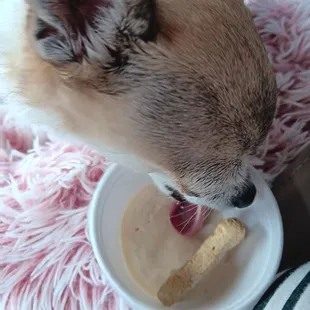 Pup Cup