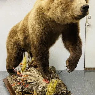 a brown bear standing on a rock