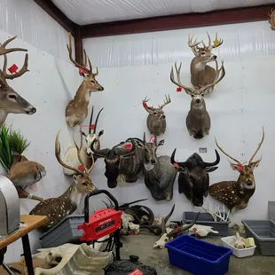 a variety of deer heads