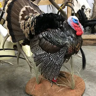 a turkey