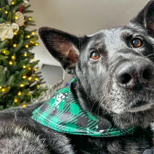 K9 reppin K1 bandana