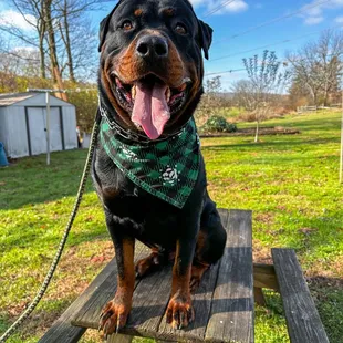 K9 Rocking K1 bandana on private session