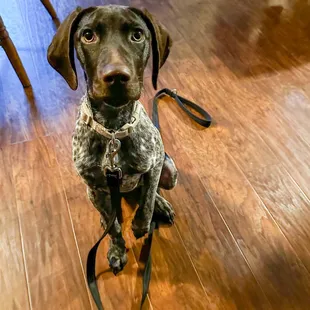 K9 ready for training with Kilo One