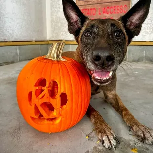 K9 with K1 Pumpkin!