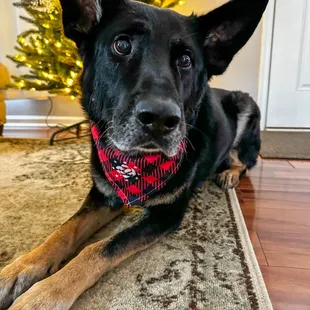 K9 Reppin K1 bandana