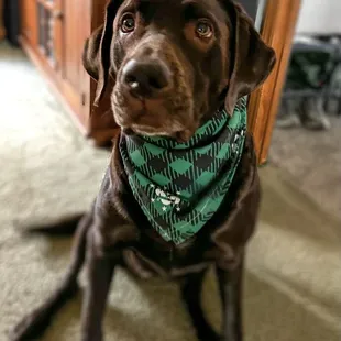 K9 rocking Kilo One Bandana