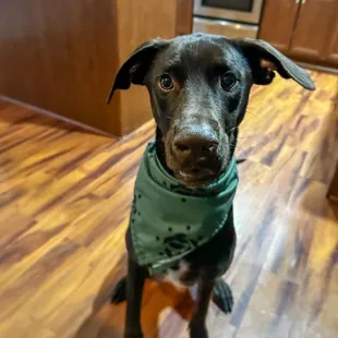 K9 with Kilo One Bandana during Board