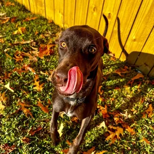 Whiskey staying with us for a board!