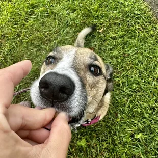 Meet the Trainer Event. Treats for the pups!