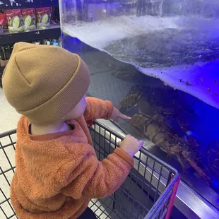 a toddler looking at a fish tank