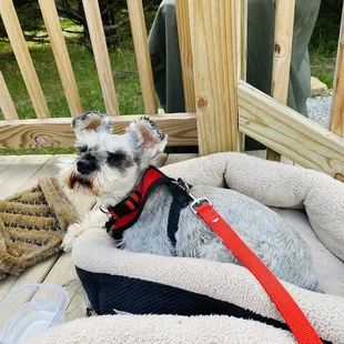 Olive lounging on the porch in front of the fire :)