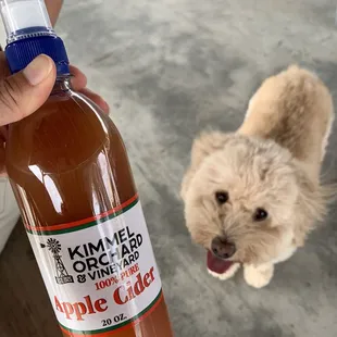 a dog looking at a bottle of apple cid