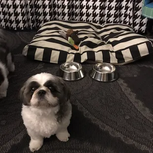 Thanks for the extra large bed and dishes! :)