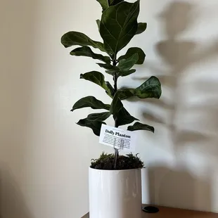 Plant we selected for our room