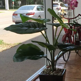 More bike window decor...and my bike is parked outside