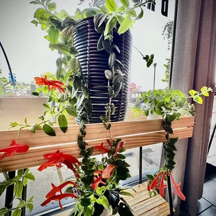 This plan look like dolphins swimming