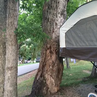 Dead tree ready to crush us in our sleep.