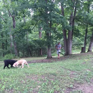 My pups loved the green space.
