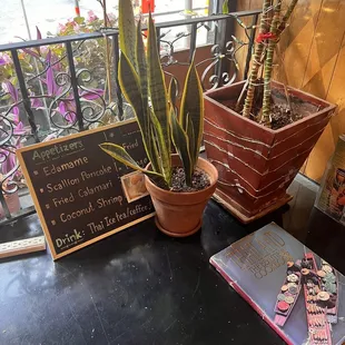 two potted plants on a table