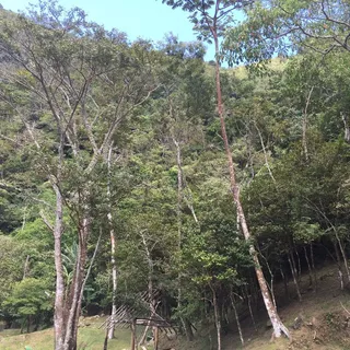 Carlos P.