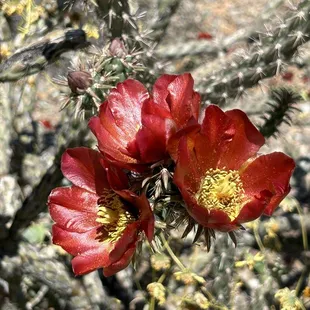 Red Staghorn Cholla Flowers