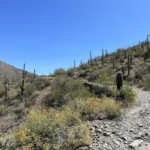 King Canyon Trail
