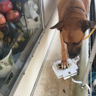 Rocko is the Big Dog, yep, he's one happy Dude!!