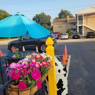 a black and white cow with a blue umbrella