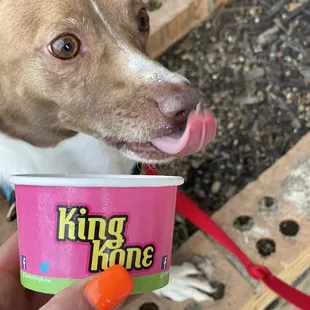 a dog licking a cup of ice cream