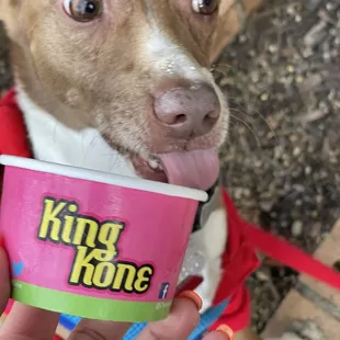 a dog licking a cup of ice cream