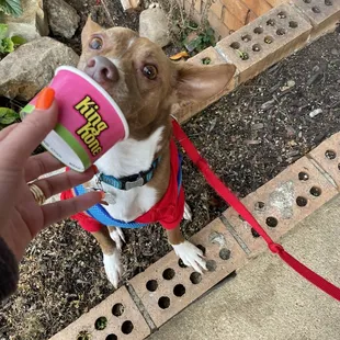 a person feeding a small dog