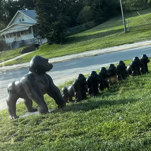 Gorilla family outside