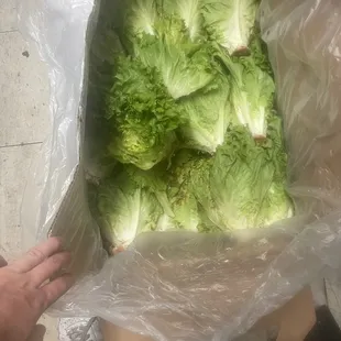 More molded lettuce