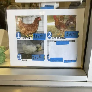 a chicken and a chicken in a cage