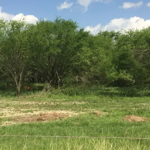 More deer at the ranch
