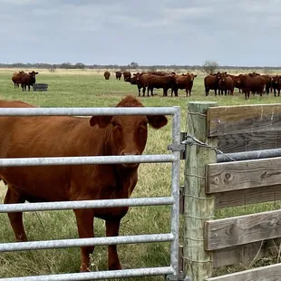 a herd of cattle in a pasture