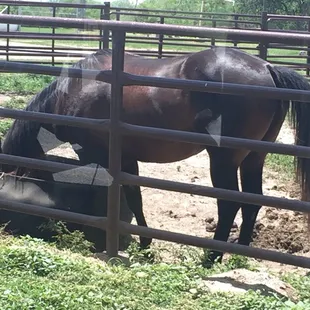 Texas history and an American success story.