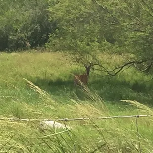 Deer at the ranch